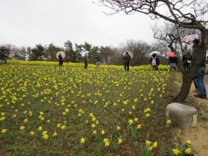 一面に広がるスイセンの花