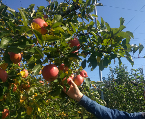 紅葉のわたらせ渓谷トロッコ列車と赤木のりんご狩り 感動の富弘美術館 バスツアー添乗報告 調布市勤労者互助会