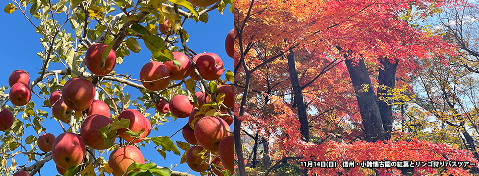 １１月１４日(日)　信州・小諸懐古園の紅葉とリンゴ狩りバスツアー